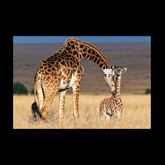 Meet your Posher, Robin💕 - Picture 1 of 1